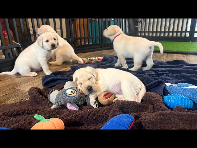 LIVE PUPPY CAM! Zoey's 9 Labrador Puppies on Day 36 - So Cute!  Part 2