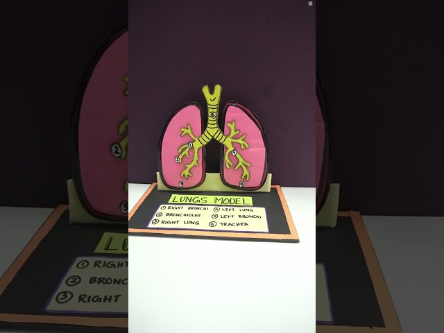 Human Lungs 3D Model | How to make lungs model | Science Exhibition Model | The4PillarsAcademy