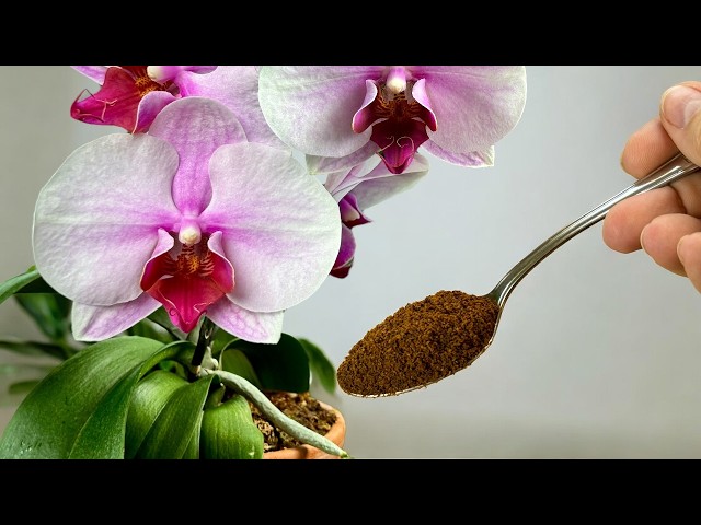 A real treasure for orchids! They bloom non-stop 🌺 and roots grow like crazy!