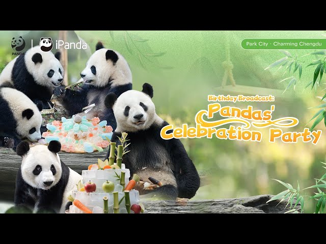 Birthday Broadcast: Pandas' Celebration Party | iPanda
