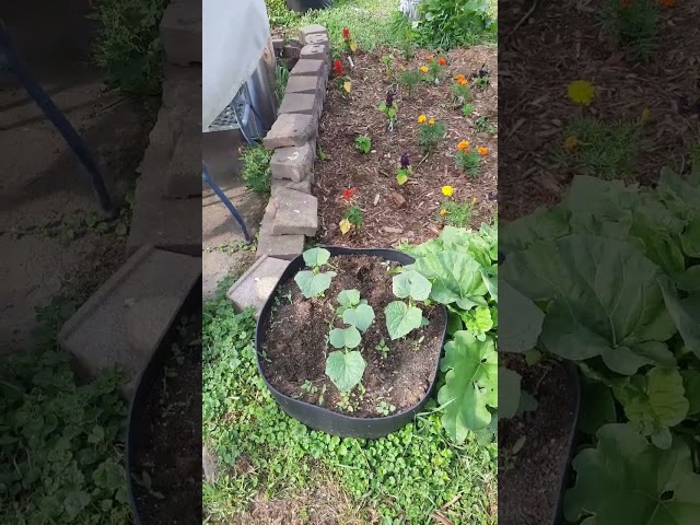 I do all my gardening in Pots.