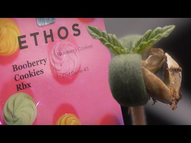 Scary Sweet: Booberry Cookies RBX | Ethos 🧬 Seed to Harvest [Ep1] (SE7000)