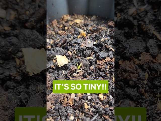 You won't guess what I witnessed today! 🥹😭💚 #plants #love
