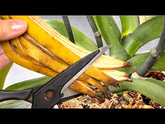 Absolute Treasure for ORCHIDS! Use It Just Once a Month, and Even the Weakest Plants Will Bloom!🌺