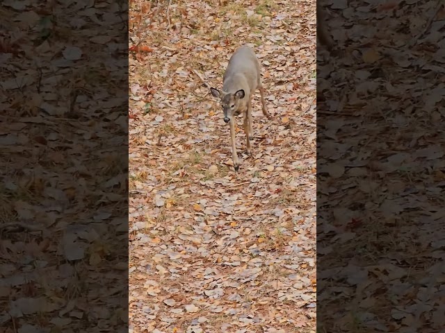Young Whitetail Coming Through #whitetail