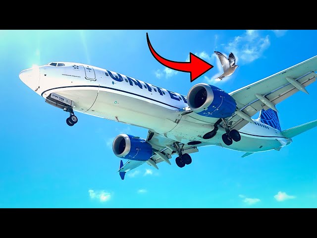 Bird Nearly Misses PLANE at St. Martin!