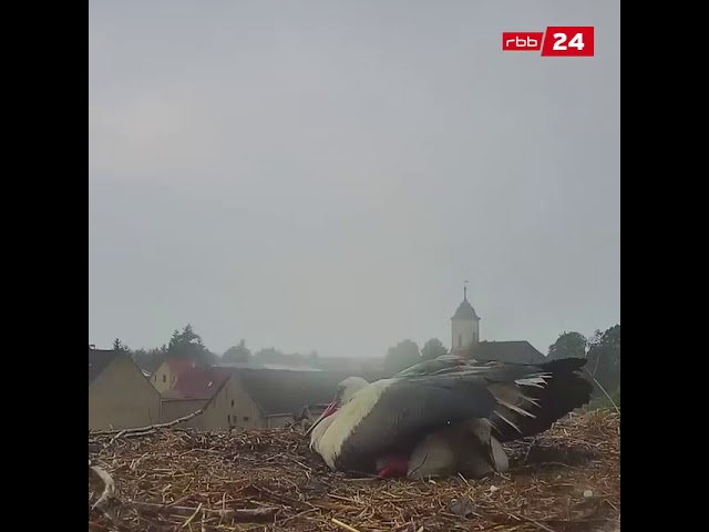 Bericht auf rbb24 über das Unwetter in Brandenburg