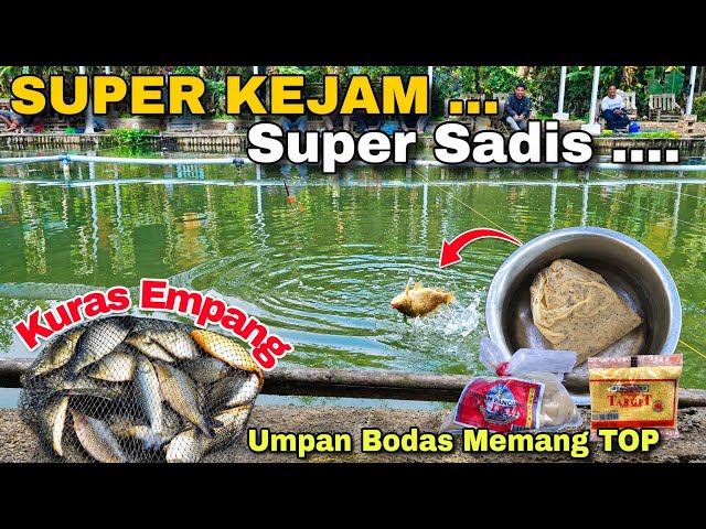 UMPAN PUTIH IKAN MAS PALING SADIS ....‼️ Penguras Empang 