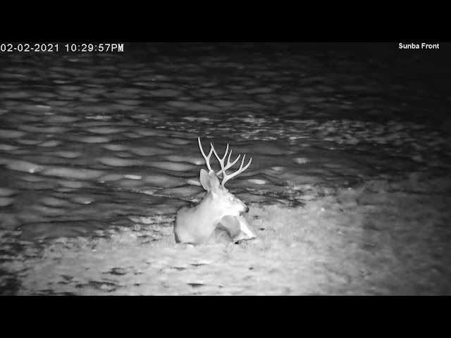 🦌 Handsome Buck Deer