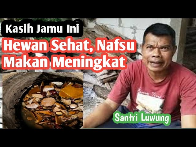 Jamu Ternak Alami, Ternak Sehat, Nafsu Makan Meningkat #jamuternak #jamuHerbalTernak