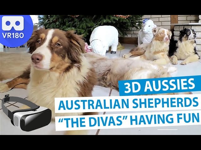 3D Meet the Animals: Meet "The Rapper Divas" Australian Shepherds [VR180]