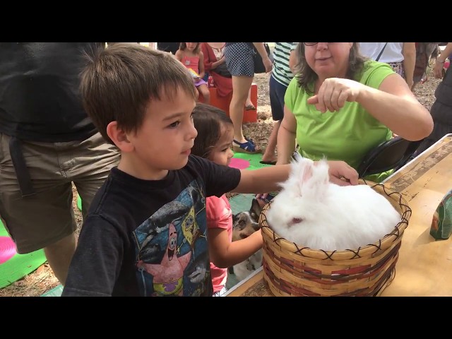 Kids get to visit Cha-Ching the rabbit during Kids Fringe!