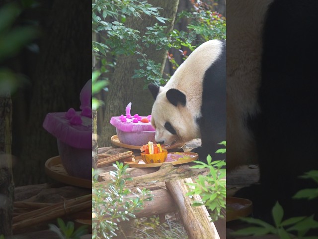 Legendary Giant Panda Rauhin Turns 26 | iPanda【Panda Chat Group】