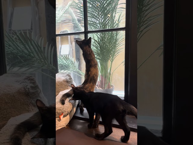 Java Whiskers Cat Cafe, London; The Kitten Room