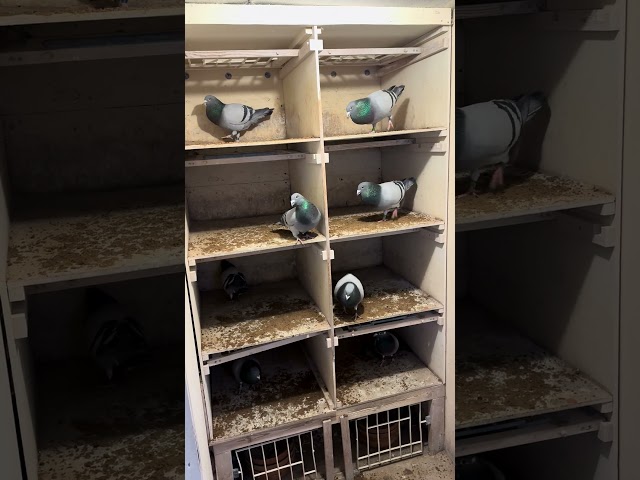 DA BOYZ #racingpigeons #pigeon #pigeon101 #foryou #birds #amazingpigeon