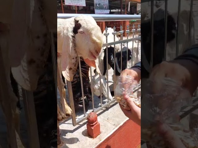 Feeding Goats by Hand 🐐😋 #shorts