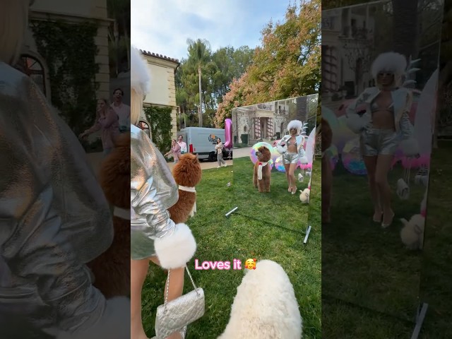 Even the alpacas know to never pass a mirror without looking it 🦙🪞✨ #LovesIt 💖