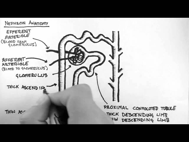 Renal Anatomy 2 - Nephron