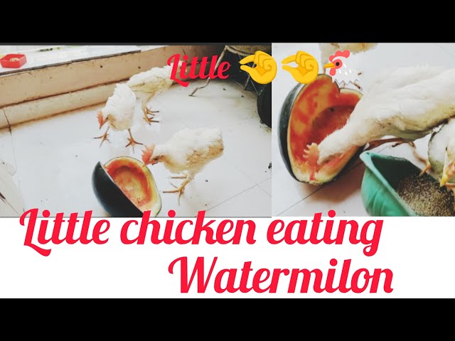 Little chicken #chichutvbirds
