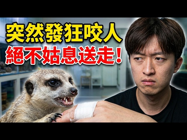 Did my meerkat suddenly snap and bite me? After all this time, I’m forced to give them up—this wa...