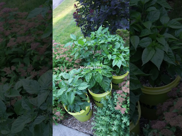 I Grow Superhot Peppers Because I Can 🌶️ 🔥 #beginnergardening #gardentips #superhotpeppers