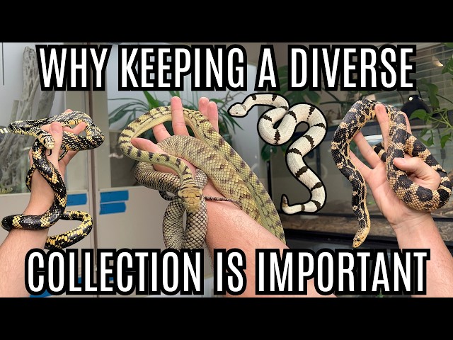 Why It Is Important To Keep A Diverse Reptile Collection!