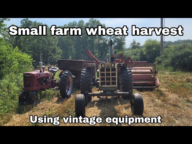 Small farm wheat harvest using vintage farming equipment from the 40s-70s
