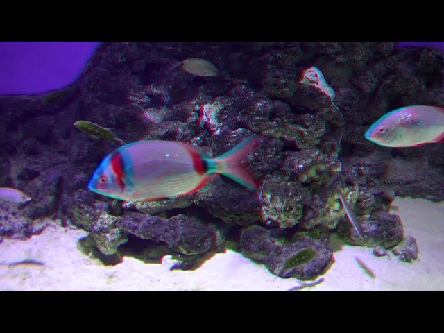 The Blue Planet Aquarium Copenhagen HD 3D Anaglyph
