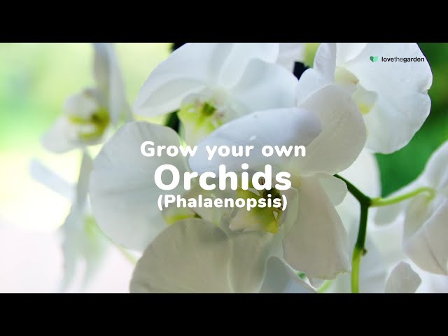 How to Feed & Water Orchids | Love The Garden UK