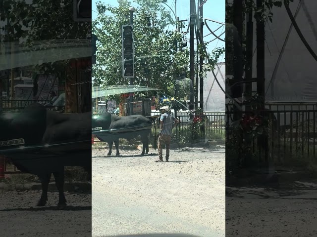 Man vs bull 🐂 (man is beating bull with his chappal)