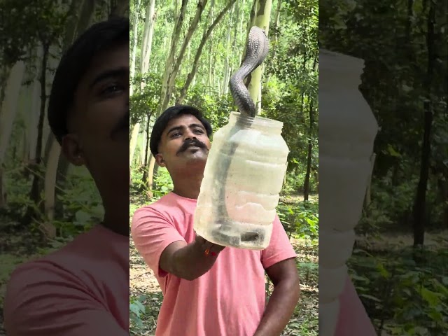 Had a close call today / Indian Spectacled Cobra 🐍