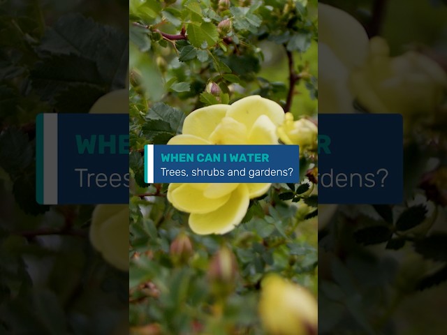 (Audio Descriptions) Stage 1 drought watering trees, shrubs, and gardens #water #arvada #drought