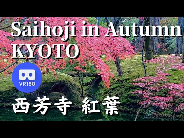 VR180 Autumn leaves in the moss garden at Saihoji Temple (Moss Temple) in Kyoto, Japan