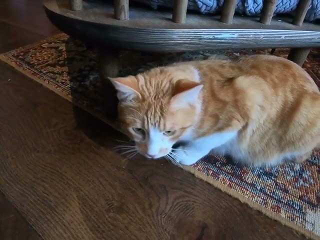 Join us for a relaxing trip to Java Whiskers cat cafe!