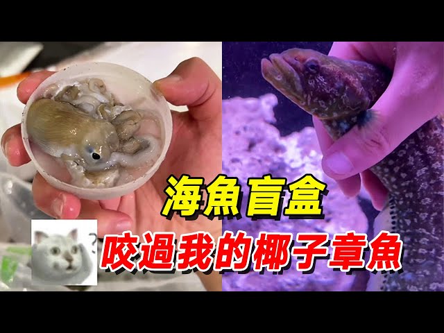 More than ten times below zero, the blind box of sea fish has aroused the deepest fear in the young