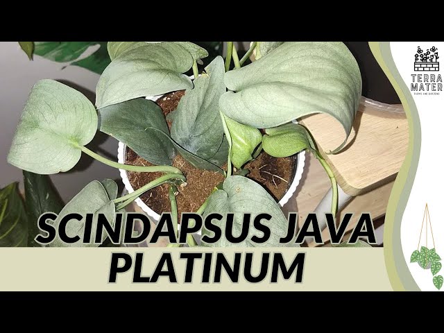 Scindapsus 'Java Platinum': Rare Silver-Green Foliage with Stunning Tropical Flair