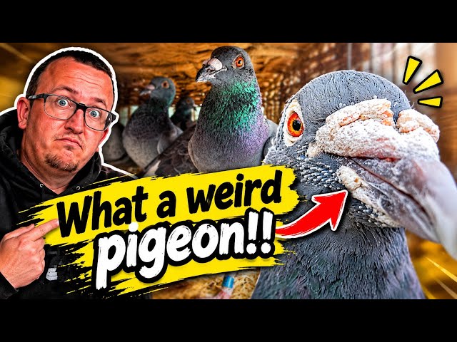 What a WIERD pigeon !!