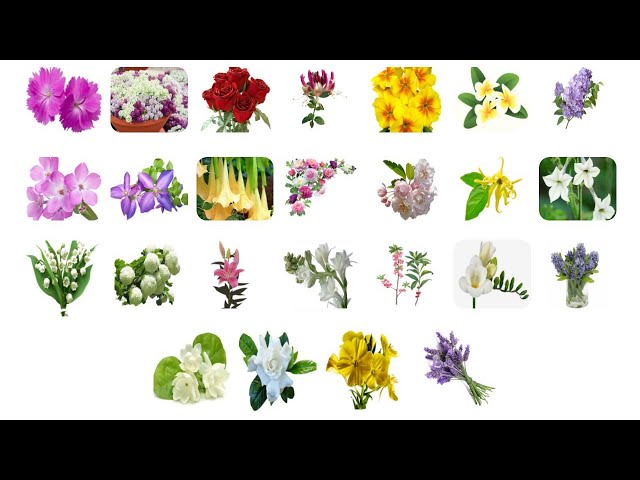 Fragrant Flowers Names English And Hindi// खुशबूदार फूलो या सुगंधित फूलों के नाम/Perfumes Flowers