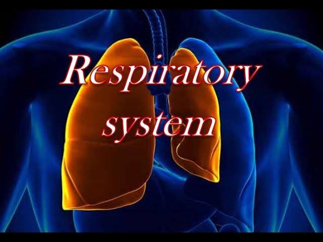 Respiratory system in tamil || About respiratory system