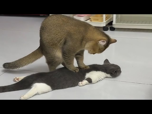 Cats Being Weird