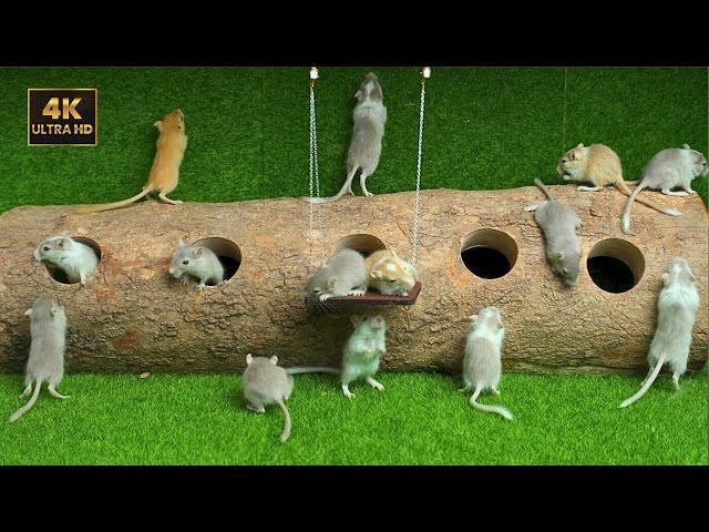 Cat TV 🐾 Mice Hide and Seek and Play on Wooden Swing | Cat TV for cats to watch | 8 hour 4K