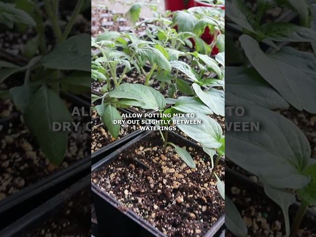 7 Seedling Tips You MUST Know! 🌱 #seedstartingtips #seedlings #gardentips