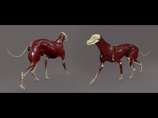 Maya - Ziva Muscle - R & D - Wild VFX
