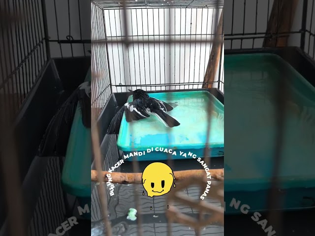 Burung kacer mandi di keramba mandi 