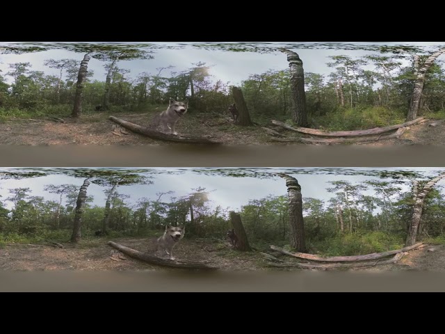 Wild With  Wolves 360 Video(狼)