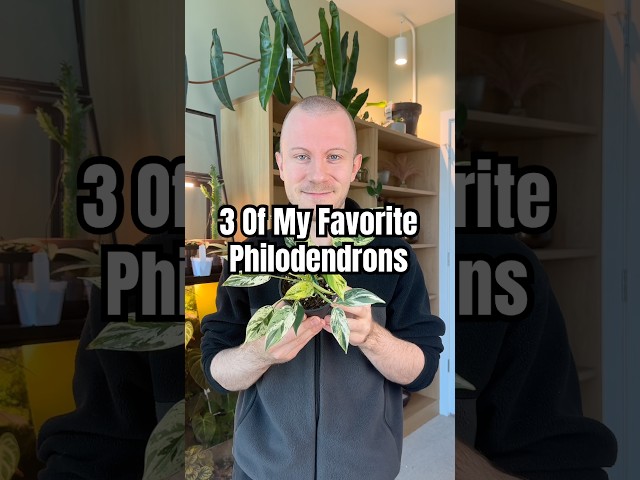 These Are My 3 Favorite Philodendron Plants! 🪴 #Philodendron #Plants #Houseplants #Shorts
