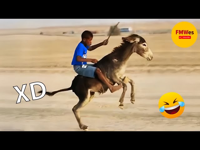 SI TE RÍES PIERDES NIVEL DIOS #268 🤣 VIDEOS DE RISA 😎HUMOR VIRAL MEXICANO😆