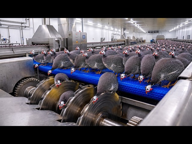 Inside a Massive Guinea Fowl Factory | How Millions of Eggs Become Broiler Guinea Fowl