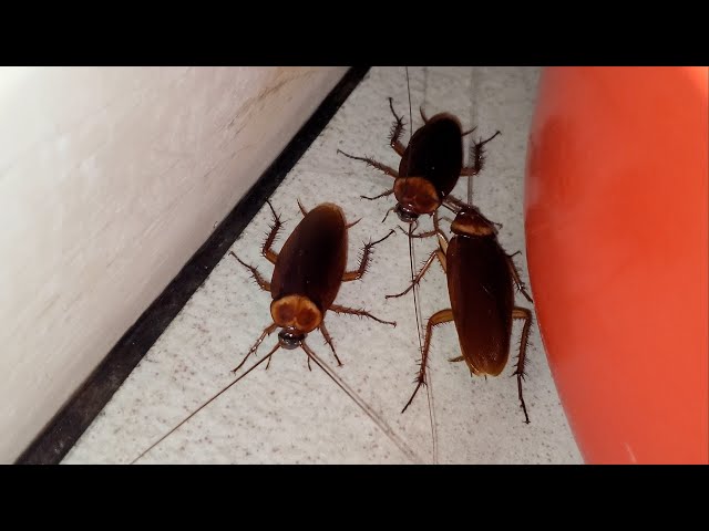 Why Do So Many Cockroaches Appear at Night? The Real Reason Will Surprise You