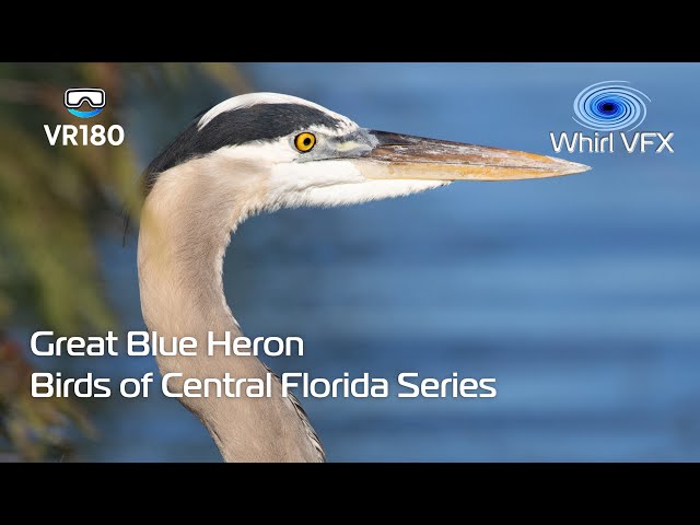 Great Blue Heron | Birds of Central Florida | VR180 8K 3D | Nature Documentary